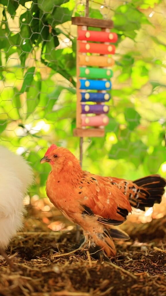 pocketmacro's tweet image. Happy little chickens enjoying the lovely day 🥰💖 #chickens #fluffychickens #millelefluerdeuccle #silkies #silkiechickenshttps://instagr.am/reel/CvKNtpjRnTK/