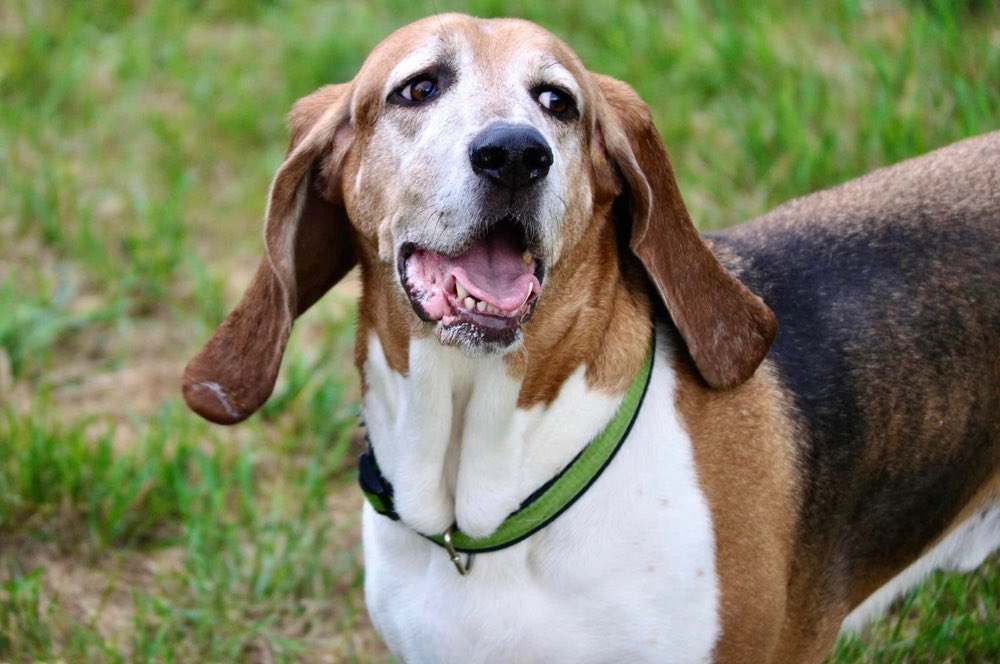Oh, Tucker! So sweet, so handsome! Those eyes are begging to be adopted. Adopt him at: petlover.petstablished.com/pets/public/17…

#Adoptable #AdoptDontShop #dogsofgr #untiltherearenone #fureverhome #heartsofhope #hope #rescue