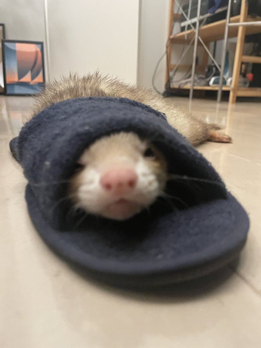 ferret_freddy tweet media
