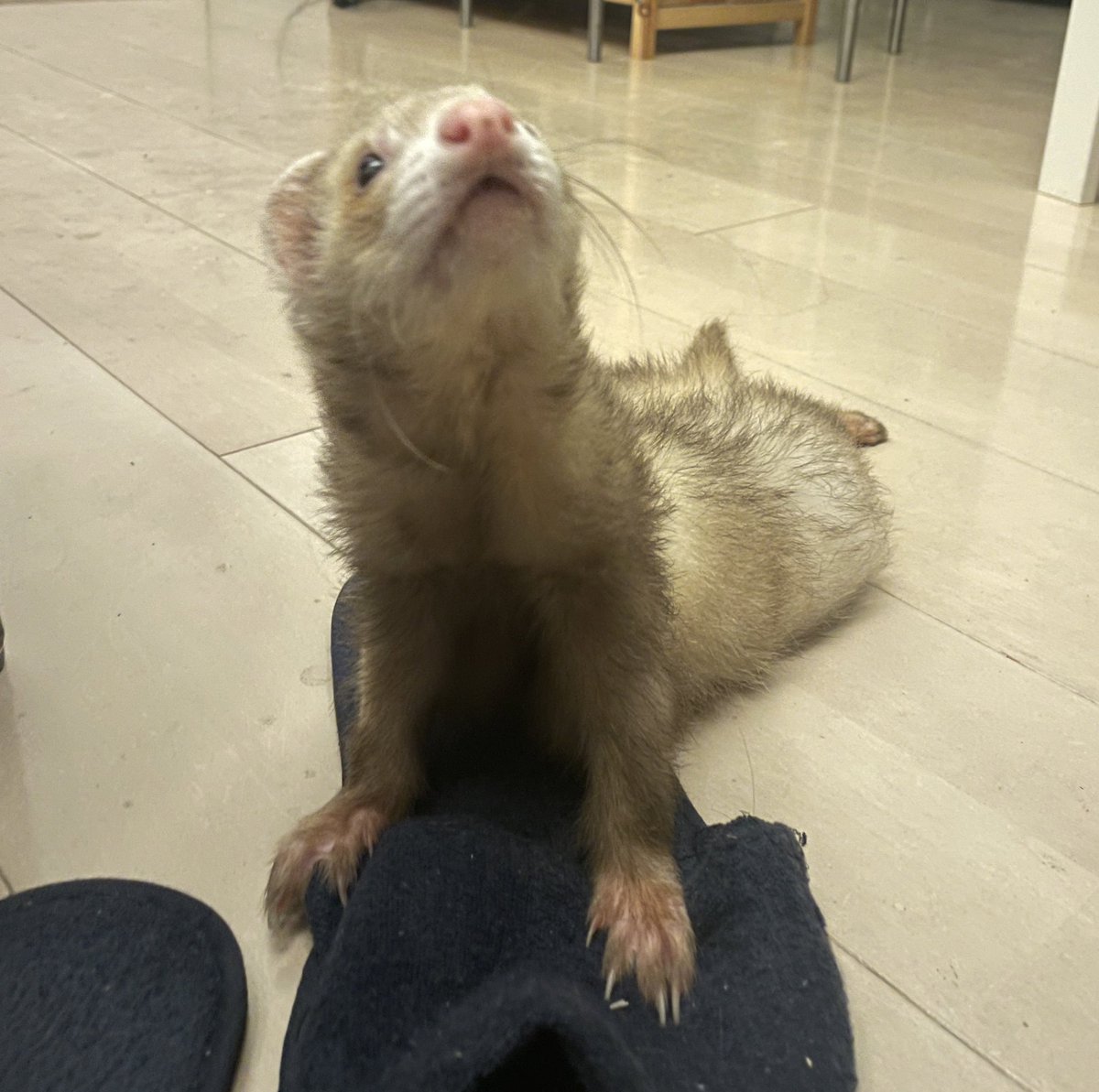 ferret_freddy tweet media