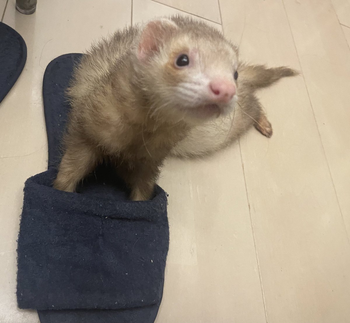 ferret_freddy tweet media