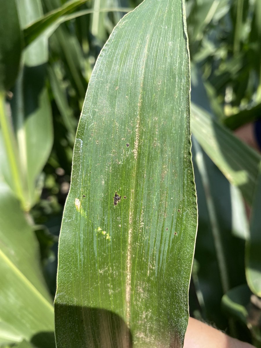 My obligatory picture of Tar Spot near Virden, IL. <a href="/MMServiceFS/">M&M Service Company</a>