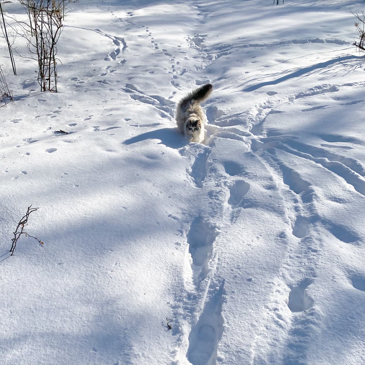 myumyulovemyu's tweet photo. 半年前の写真を見返してちょっとでも涼しい気分になる……☃️❄️ https://t.co/AFHdIHusAG