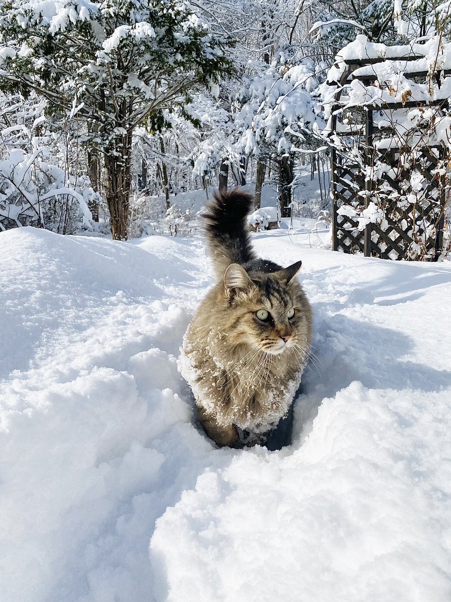 myumyulovemyu's tweet photo. 半年前の写真を見返してちょっとでも涼しい気分になる……☃️❄️ https://t.co/AFHdIHusAG