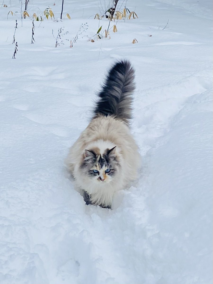 myumyulovemyu's tweet photo. 半年前の写真を見返してちょっとでも涼しい気分になる……☃️❄️ https://t.co/AFHdIHusAG