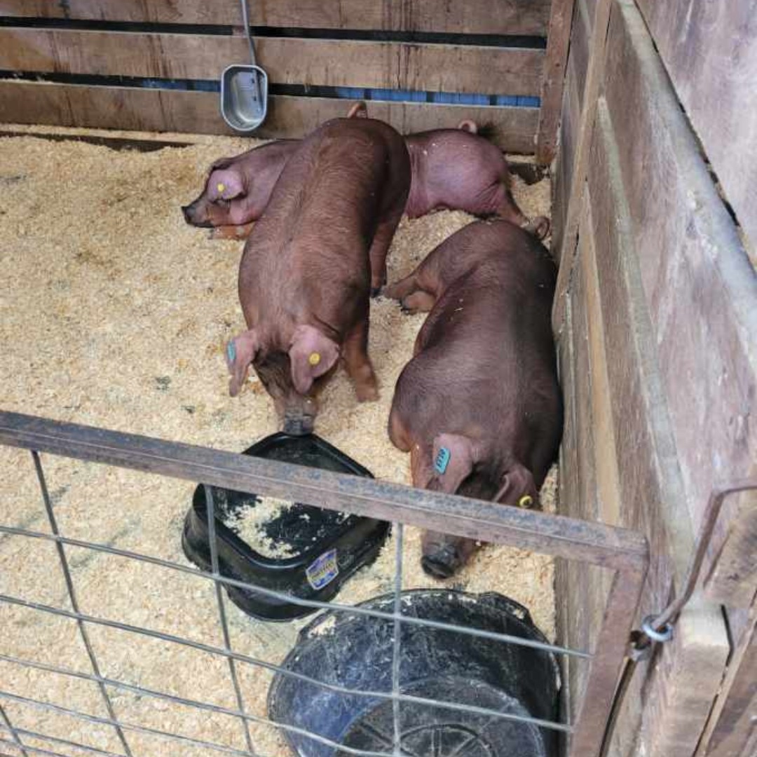HCPSchools's tweet photo. Headed to the farm fair this week? Make sure you check out the hard work of our North Harford High School Ag students!

Students will be there with some pigs they've raised and our resident cow, Gracie! https://t.co/tQGEoR4Jxl