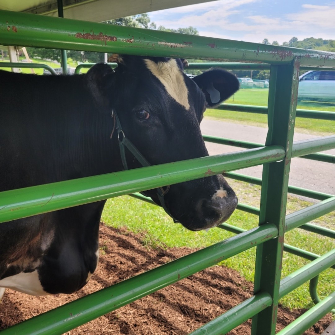 HCPSchools's tweet photo. Headed to the farm fair this week? Make sure you check out the hard work of our North Harford High School Ag students!

Students will be there with some pigs they've raised and our resident cow, Gracie! https://t.co/tQGEoR4Jxl