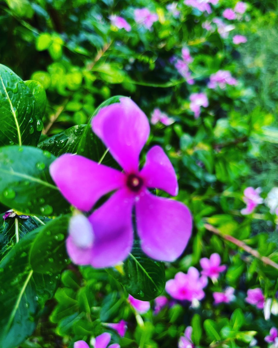 dennature23's tweet photo. “What a lonely place it would be to have a world without a wildflower!”– Roland R. Kemler https://t.co/XS886FTTMB