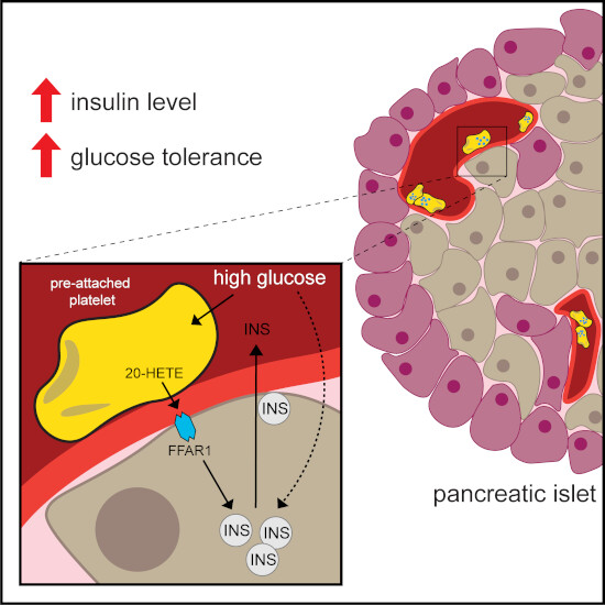 Read #openaccess ➡️ #Platelet -derived lipids promote #insulin secretion of #pancreaticβcells

By T. Karwen, K. Kolczynska-Matysiak, <a href="/StegnerLab/">StegnerLab (see @StegnerLab@med-mastodon.com)</a>, <a href="/NieswandtLab/">NieswandtLab</a>, <a href="/GrzegorzSumara/">SumaraGLab</a> &amp; colleagues <a href="/Uni_WUE/">Universität Würzburg #UniWürzburg</a>

🗞️doi.org/10.15252/emmm.…