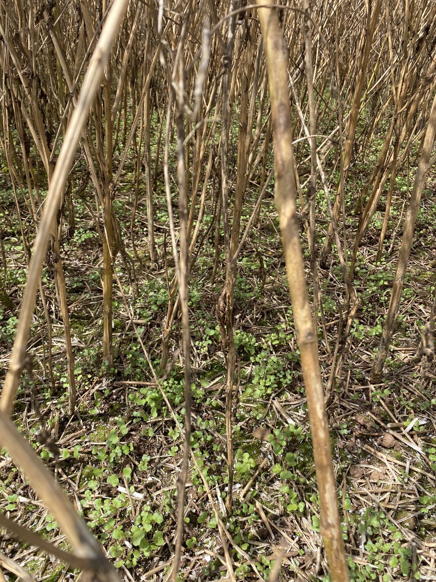 Oh to be a farmer!! Hailstorm passed through 10 days ago, combining it today and hardly worth the effort!!
