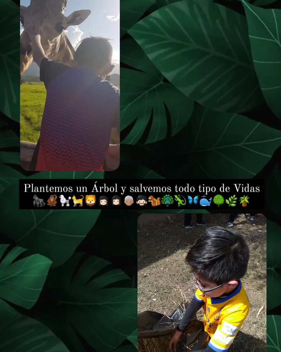 GreenScapemty's tweet photo. 🌬 ′′ Mother Earth is injured; she needs thoughtful, careful and active children to protect her from the future”🍃

#MedioAmbiente #vidasana #animales #vidasalvaje #plantaunarbol #Monterrey #mtycity #Web3 #Tecnologia https://t.co/mzsrRLzA1C
