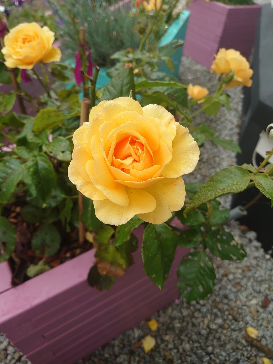 A little bit of a time line cleanser
My beautiful rose bush is just making me smile despite the mizzle, my health and whatever else. She's beautiful https://t.co/KuLxA5lsKh