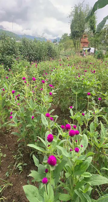 Gomphrena🌸