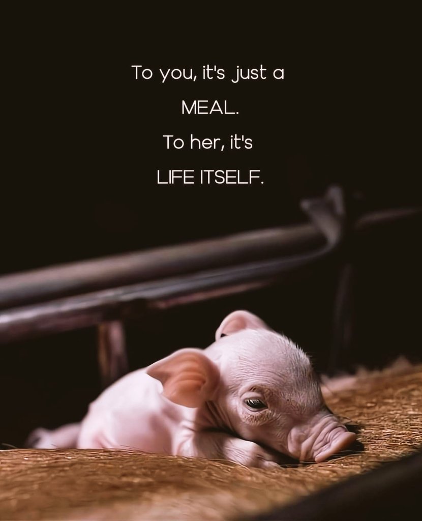 Vegan because her life matters to me. 🐽

Once I knew what happens to these precious beings, I changed and did better. 🌱