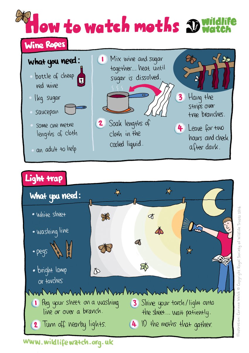 wildlifebcn's tweet photo. It's still #NationalMothWeek this week. “Moth-ers” of all ages &amp; abilities are encouraged to learn about, observe &amp; document moths in their gardens. 
Here is a guide on how to watch Moths at home and an identification sheet to see what you can find. Let us know what you've seen. https://t.co/eCauJ3WB3w