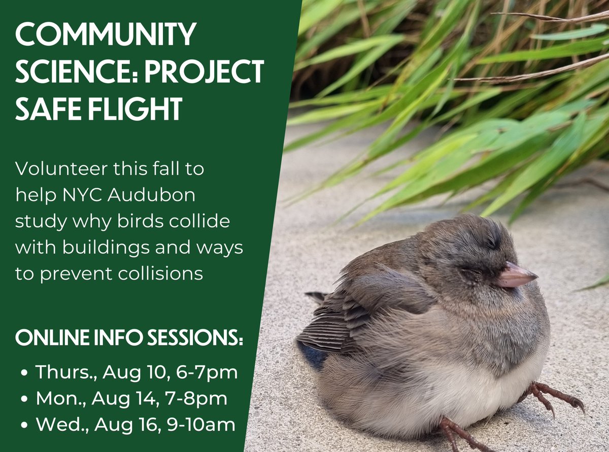 Help protect birds like this Dark-eyed Junco by becoming a #ProjectSafeFlight volunteer this fall. You can help us study bird-building collisions caused by reflective glass & light pollution in NYC! Learn more & register: nycaudubon.app.neoncrm.com/np/clients/nyc… @wildbirdfund