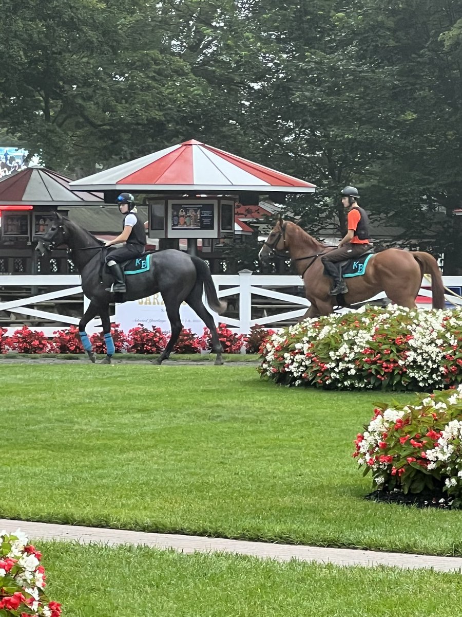 He’s A Lucky Guy and Royne check out the paddock this morning at Saratoga after a jog around the main track. 🌟 @HendriksParker @TatianaSushko1 @UplandFlats @Berge1La @AFRUKUS