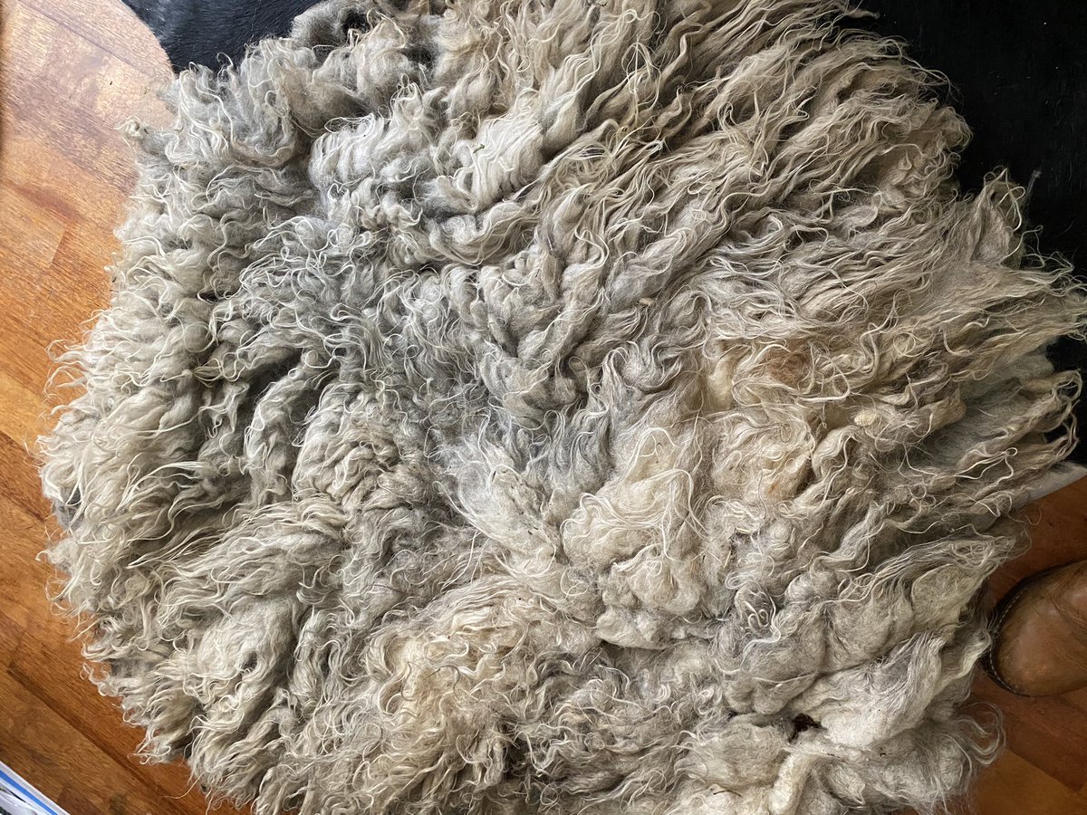 Wal_Jvd's tweet photo. Was naar de Weversmarkt in Hoorn vandaag. Walhalla voor wolliefhebbers. Twee vachtjes gekocht. Een mooie Masham krulvacht en een grijze Oussant. #weversmarkt #blijei ππ https://t.co/ar2oFQEJHu