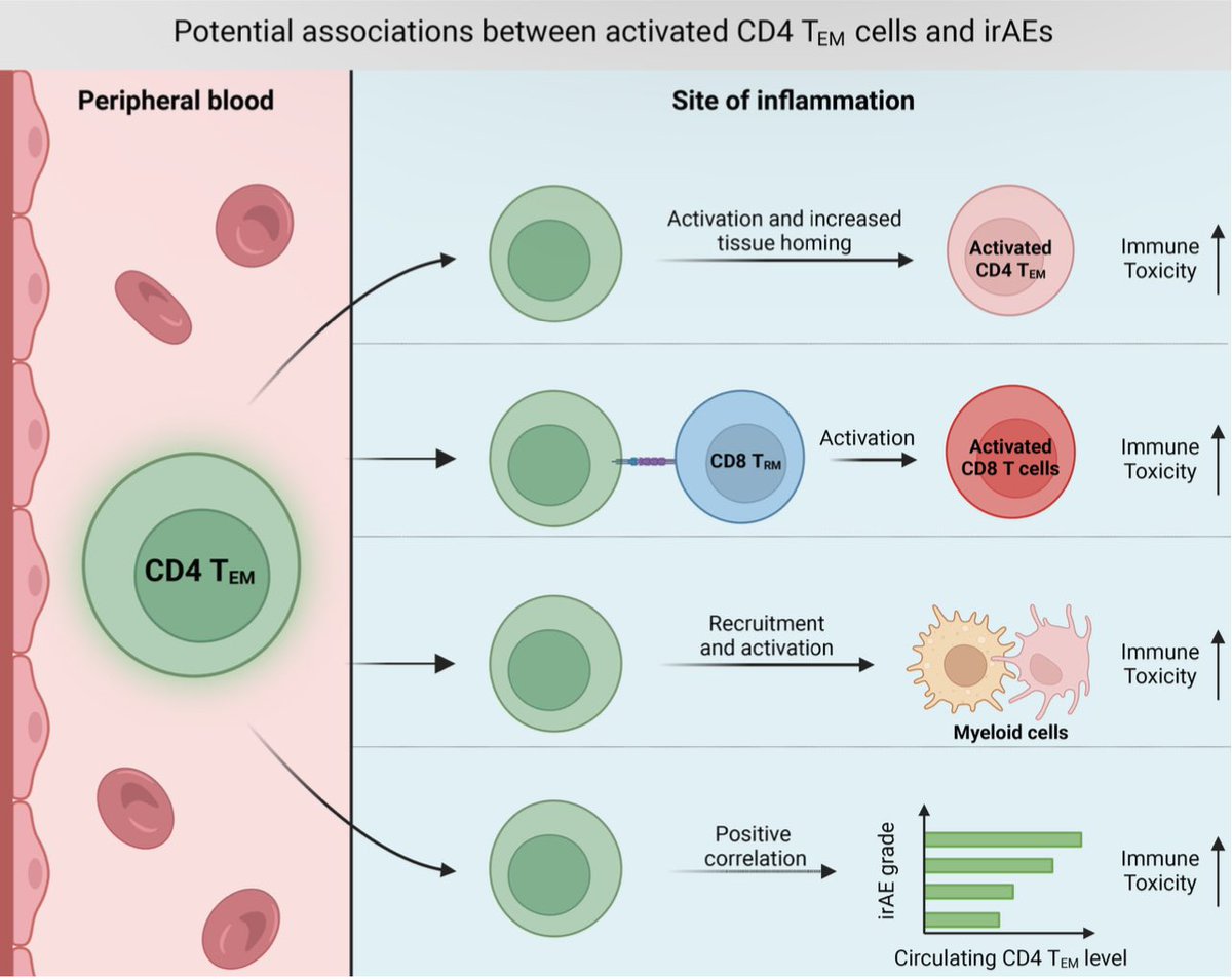 Excited to share that our paper with @AaronNewmanLab is out in Immunological Reviews!! “CD4 T cells and toxicity from immune checkpoint blockade” Led by ⭐️ trainees: @EarlandNoah @WUSTLmstp, Wubing Zhang @StanfordMed, @abulusmani @WashURadOnc & @aishwarya_nene @YaleMed.