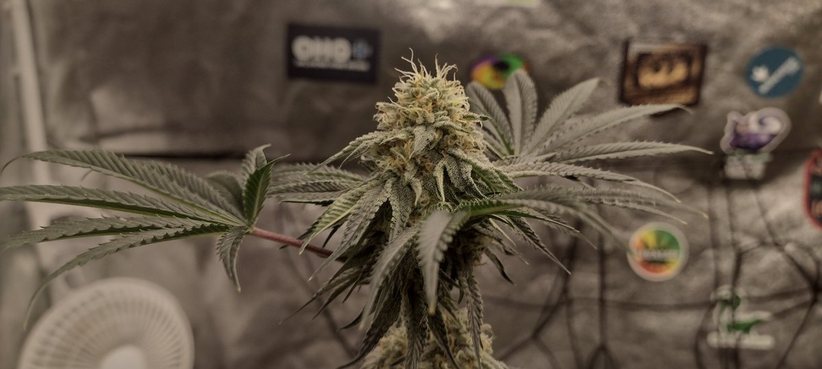 DjVisionaire's tweet photo. π±π§¬ @Raw_Genetics_
π‘ @MarsHydroLight #Tsw2000 & #Tsl2000
#growyourown #CannabisCommunity #CannabisNormal #cannabisculture #CannaLand #StonerFam #Weedmob #RawGenetics #SeedTester #MarsHyrdo #420community https://t.co/zEr79Nyhoo