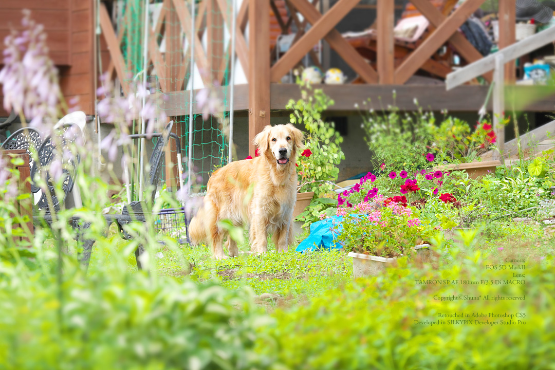 atelier_shirabe's tweet photo. 2016年7月のタロー　しらべ荘にて
Camera: #5DMarkII Lenz: #Tamron90mmMacro
#goldenretriever #虹の橋 https://t.co/C5xq7xlAcb
