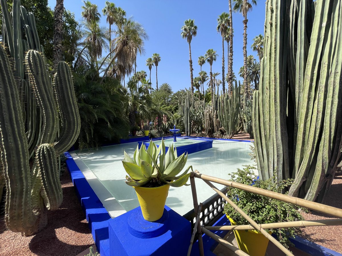 awajdzik's tweet photo. A tous les malins qui gravent leurs noms ou des petits cœurs ridicules sur les majestueux cactus du jardin de Majorelle, je dis chapeau ! 👏 
« Grâce » à eux, les plantes sont fragilisées et accessoirement, trente agents de sécurité ont été virés depuis janvier 2023… https://t.co/SbQvYM2zdp