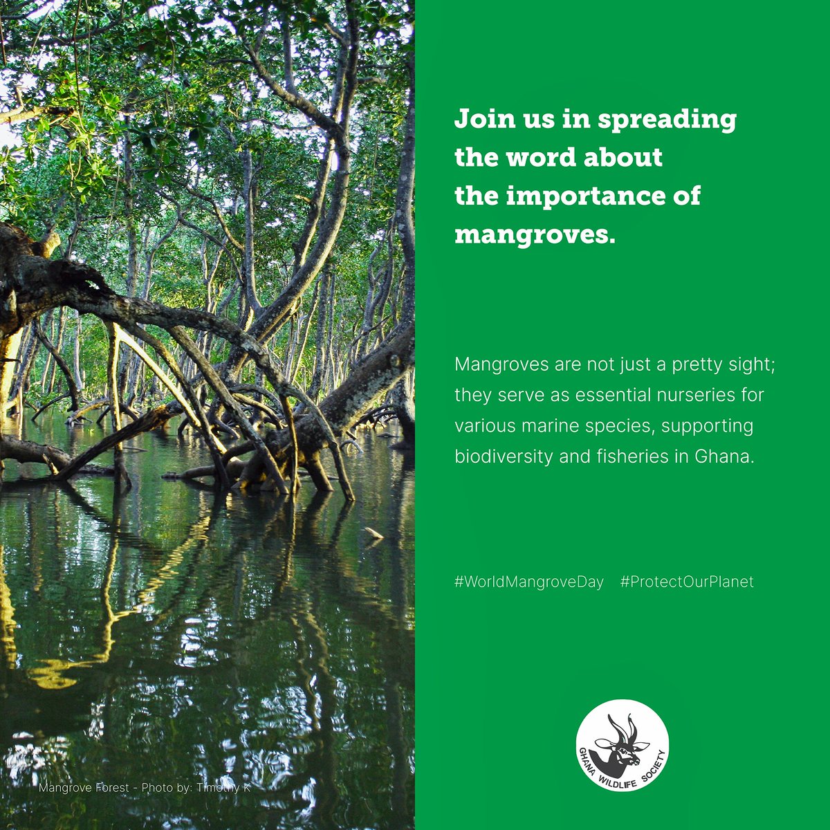 🌊🌿 Happy World Mangrove Day! 🌿🌊

Let's celebrate and protect the amazing mangrove ecosystems - crucial in supporting Ghana's coastal biodiversity and communities! 🌴🐟🌊🌏💚

#WorldMangroveDay #ProtectOurCoasts #TogetherWeCan #Biodiversity #Nature