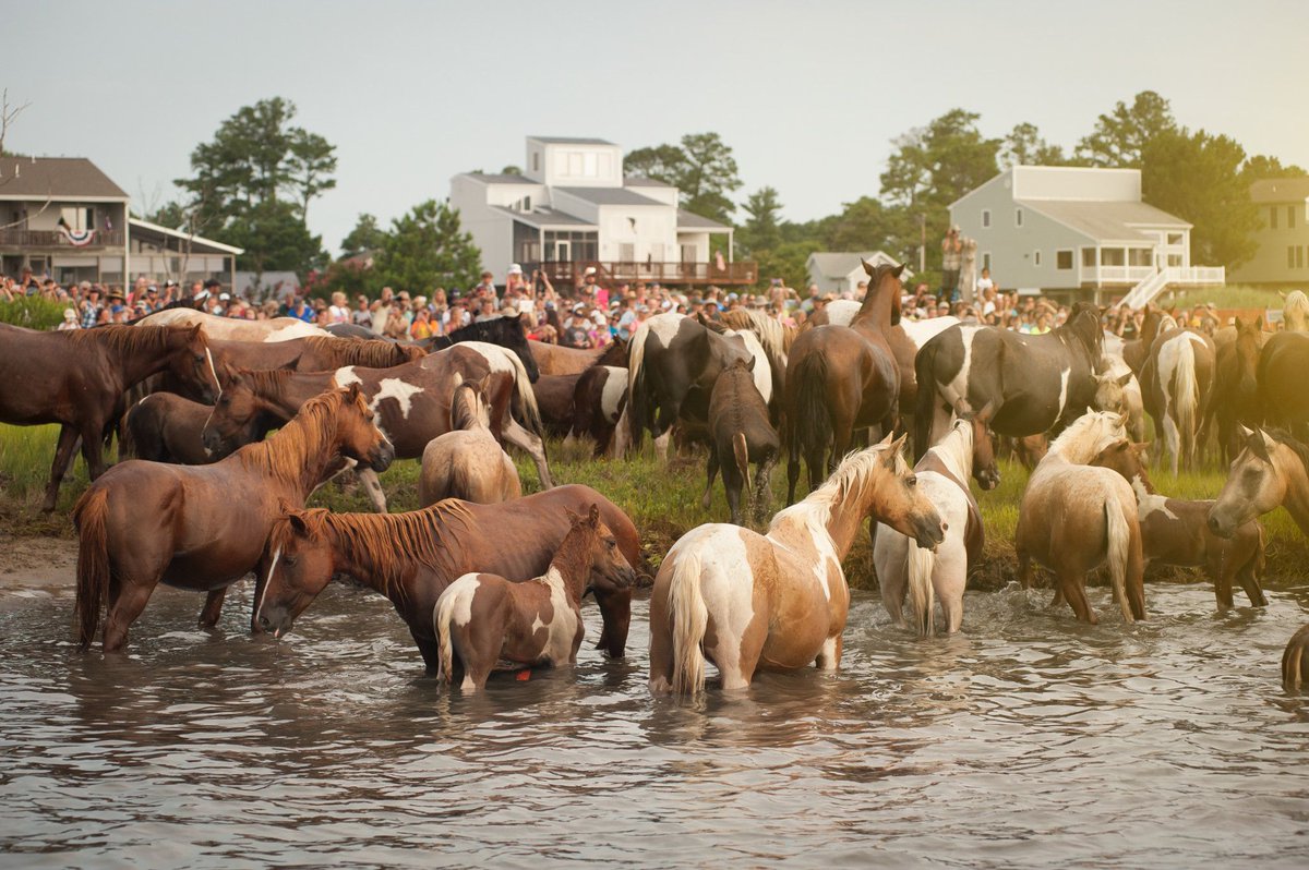 The Chincoteague Pony swim is a tradition that dates back to the 1920s. These ponies have called Assateague Island home for hundreds of years. Evidence strongly suggests that these horses are descended from survivors of a Spanish shipwreck off the coast. 📷 : @toddwrightphoto