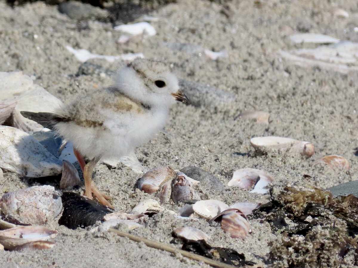 So much good conservation and the result is so many Piping Plovers this year at Milford Point. Thank you, diligent volunteers &amp; staff, &amp; to the visitors who keep an eye on this threatened species ctaudubon.org/2023/07/combin…