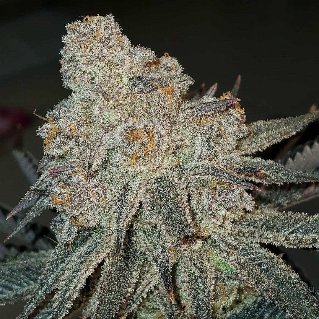 Uproot Cannabis tweet media