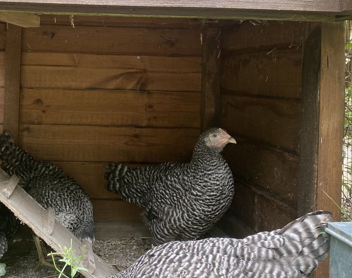 Wife is happily setting up a small holding (“does she know what I do for a day job?” I ask myself in moments of silence) which includes lettuce and chickens.
Mr Hugh’s made with LOVE 💛