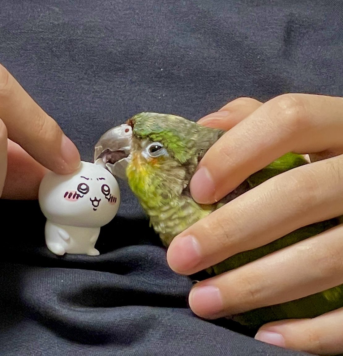 _nyoroto's tweet photo. インコに齧られるちいかわ https://t.co/oxHgBNTFdl