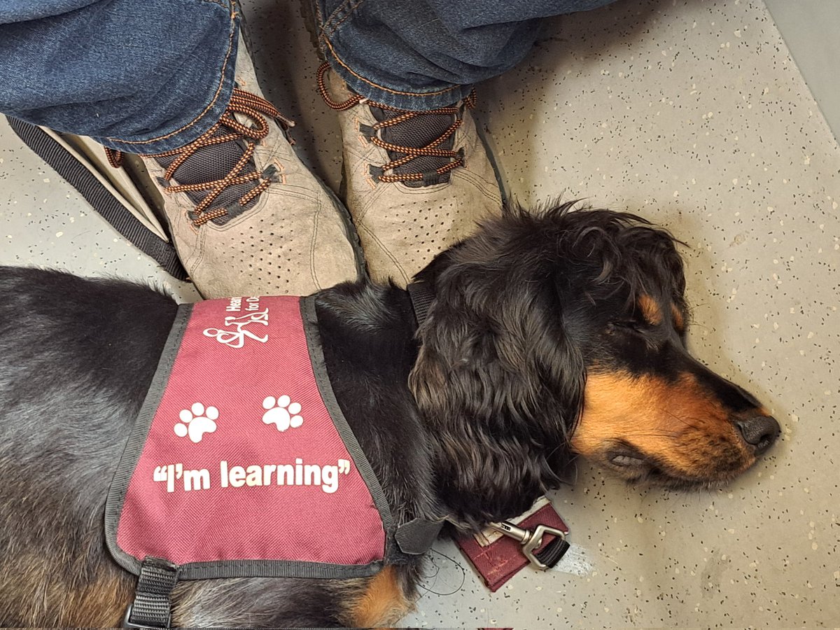 Bran is learning how to settle on the train I think he is doing pretty well 😴 #hearingdogsfordeafpeople