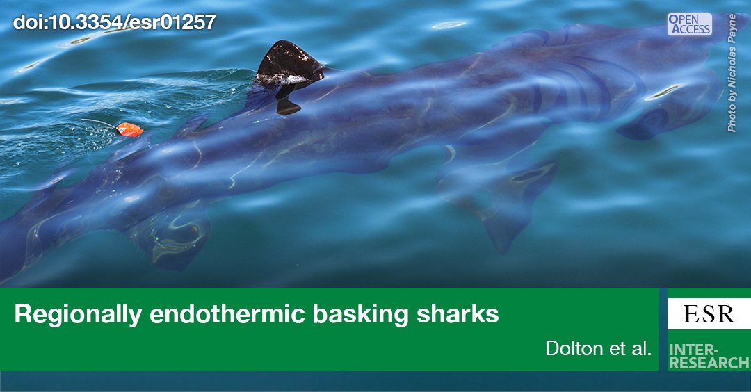Basking sharks were considered to be ectothermic, we show they have regionally endothermic traits. This changes our understanding of the physiology of this species and might help improve distribution and population forecasting in future. bit.ly/esr_51_227