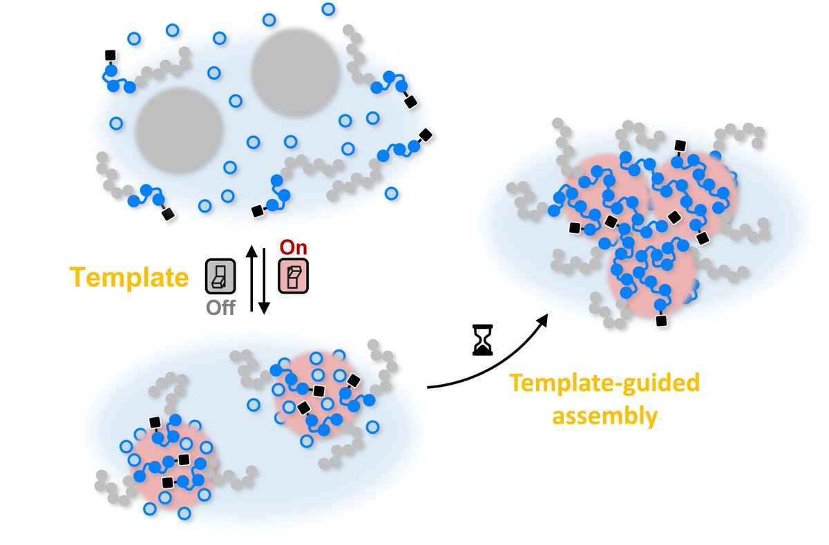 Talented postdoc Fabian Sobotta received Walter-Benjamin stipendium. His project is called: From Monomer to Nanostructure in One Step: Switchable Polymerization-Induced Electrostatic Self-assembly (PIESA) as Artificial Reaction-Assembly Network. Read more: bit.ly/44E9nuk