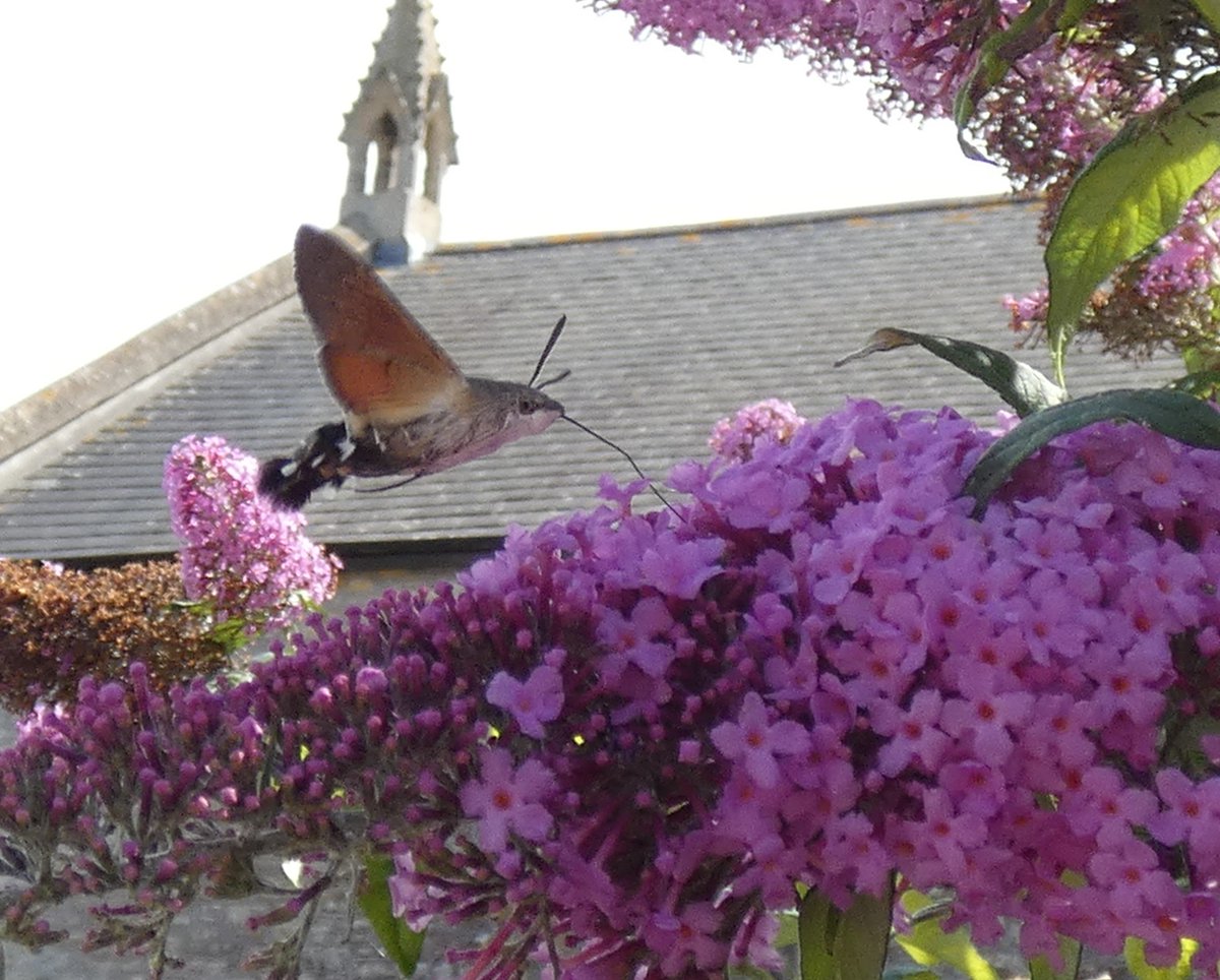 Buddleja might be a bit of a thug but it does attract an awful lot of little creatures, like this Hummingbird Hawkmoth #WildWebsWednesday @WebsWild