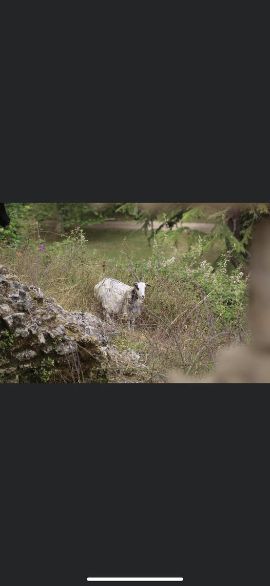 Des chèvres à l’assaut de la motte féodale du Château de Gisors !  🏰🐐

En partenariat avec la Fermette Bio de l’Epte, 8 chèvres des fossés  entretiennent cet espace historique très difficile d’accès. 
On adore ! ❤️
#patrimoine #ecopaturage #Gisorsjadore