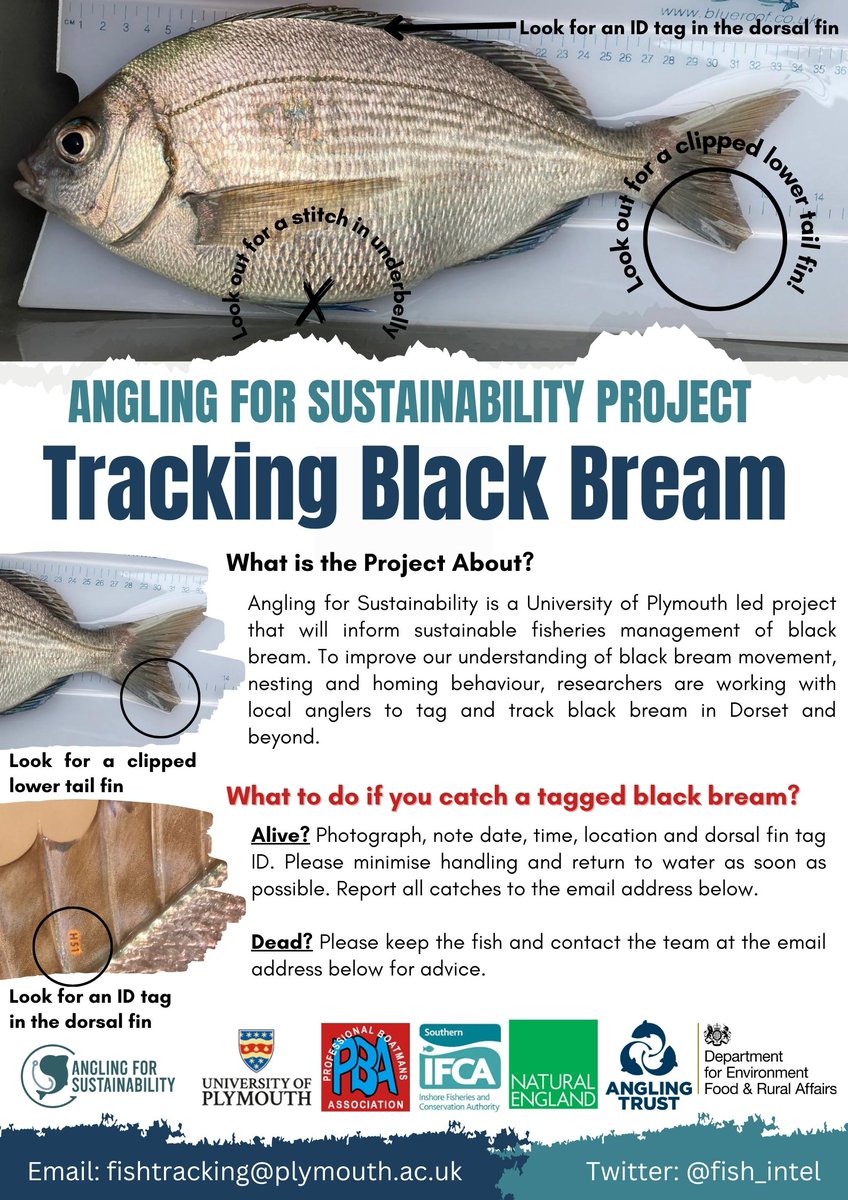 📢We now have over 100 tagged black bream swimming around Dorset as part of our #AnglingforSustainability project!

If you are lucky enough to catch one then please let us know 🎣🐟

@SouthernIFCA @NaturalEngland @AnglingTrust @PlymUni @Dr_Emma_Sheehan #FISP
#NationalMarineWeek