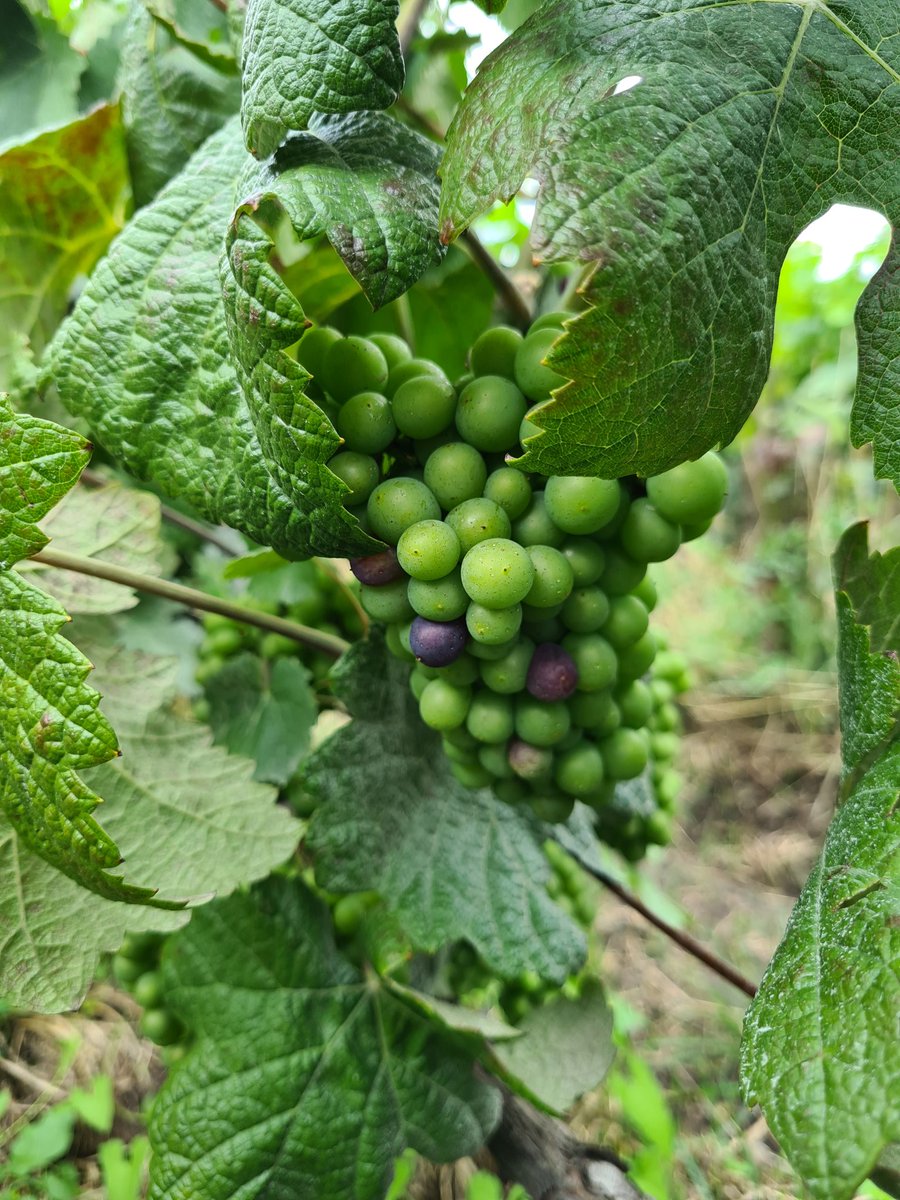 benoit51390's tweet image. [Point le parler champenois]

🗣 "-Dis-donc, t'as vu, y a de l'#abled !

L'abled = les prémices de la véraison (changement de couleur et apparition des premiers sucres dans la baie).

Pour les cépages noirs (#Meunier et #PinotNoir) c'est facile, pour les autres...
#Champagne