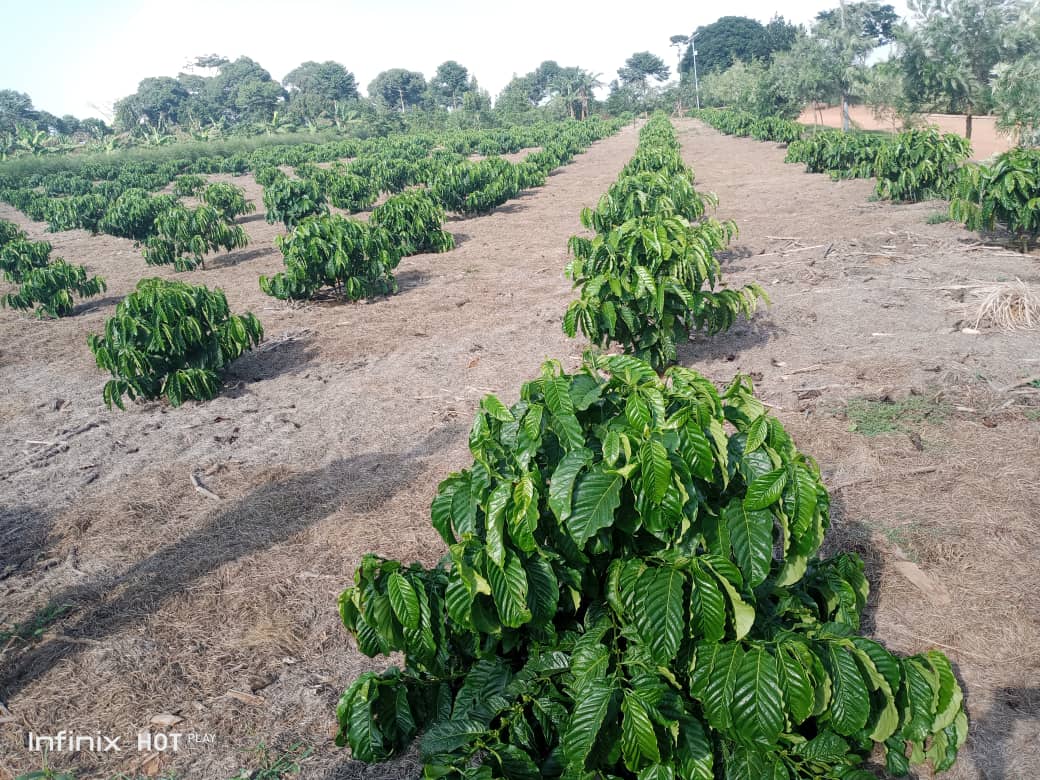 TaddewoS's tweet photo. This coffee was planted in October 2022. With Good Agronomic Practices,  you can achieve your set and desired targets. I found this at Heritage Kanaani Farms. 
#CoffeeIsTheThing #DrinkUgCoffee #GreenGold https://t.co/mDI4D0hnSY
