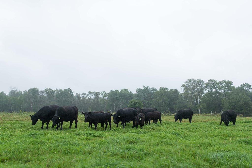 Career Alert: Have a passion for research and teaching? The Ontario Veterinary College is currently seeking applications for a tenure-track faculty position in Ruminant Health Management. <a href="/BeefResearch/">Beef Cattle Research</a> <a href="/LivestockInnov/">Livestock Research Innovation Corporation</a> <a href="/uofg/">University of Guelph</a> Posting here: uoguelph.ca/facultyjobs/po…