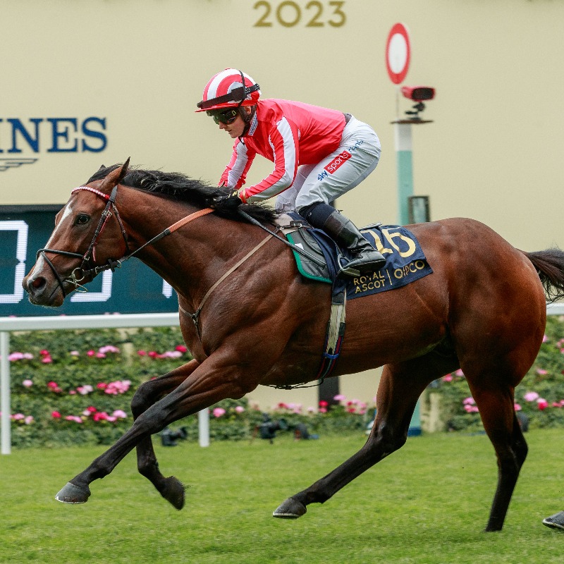 Tattersalls1766's tweet photo. The #TattsSomerville Yearling Sale catalogue is now online.

⭐️ Gr.1 winner Bradsell: 12,000gns
🇺🇸 3 x Gr.1 winner Anisette: 26,000gns
🙌 Gr.2 winner Arabian Dusk: 80,000gns

📘 465 lots
🗓️ 2 - 3 September

More info 👇