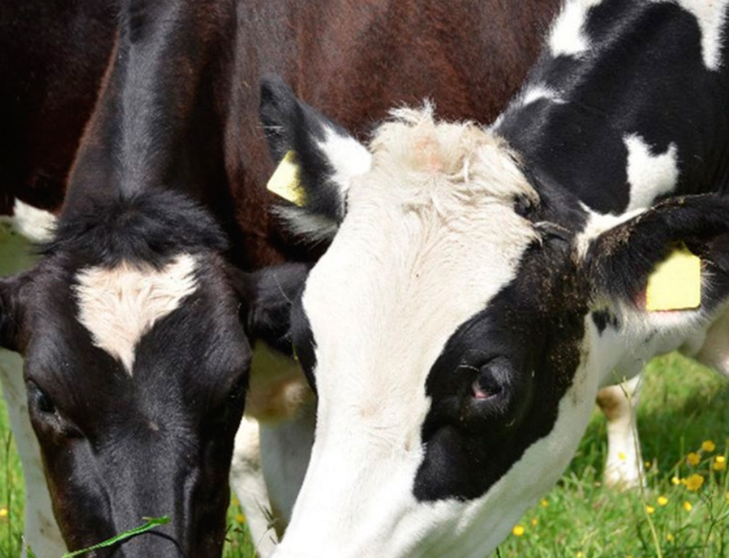EUScienceInnov's tweet photo. #SCAREC Animal Health & Welfare’s analysed the EU #Bioeconomy and #FOOD2030 strategies 🐮🐷
#SCARAHW wants more focus on livestock as:
- High-quality protein source
- Efficient converter of inedible biomass
- Provider of livelihood
Find the full report 👉https://t.co/vyOEeNPtdQ https://t.co/SLnpAnV1dh