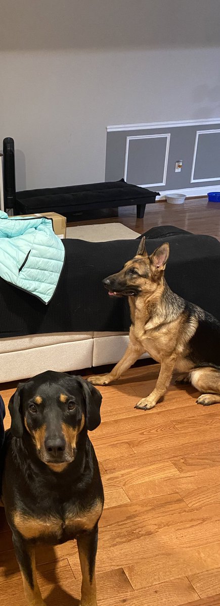 Have_MURcy's tweet image. Imagine one of these being the problem !! They’re just babies. #istandwithcommander