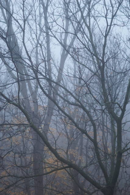 I'm currently reading The Heartbeat of Trees by Peter Wohlleben. This photo, which I took earlier this year, as the morning fog was lifting, reminds me of our connection to the natural world, and  that trees have heartbeats and roots.