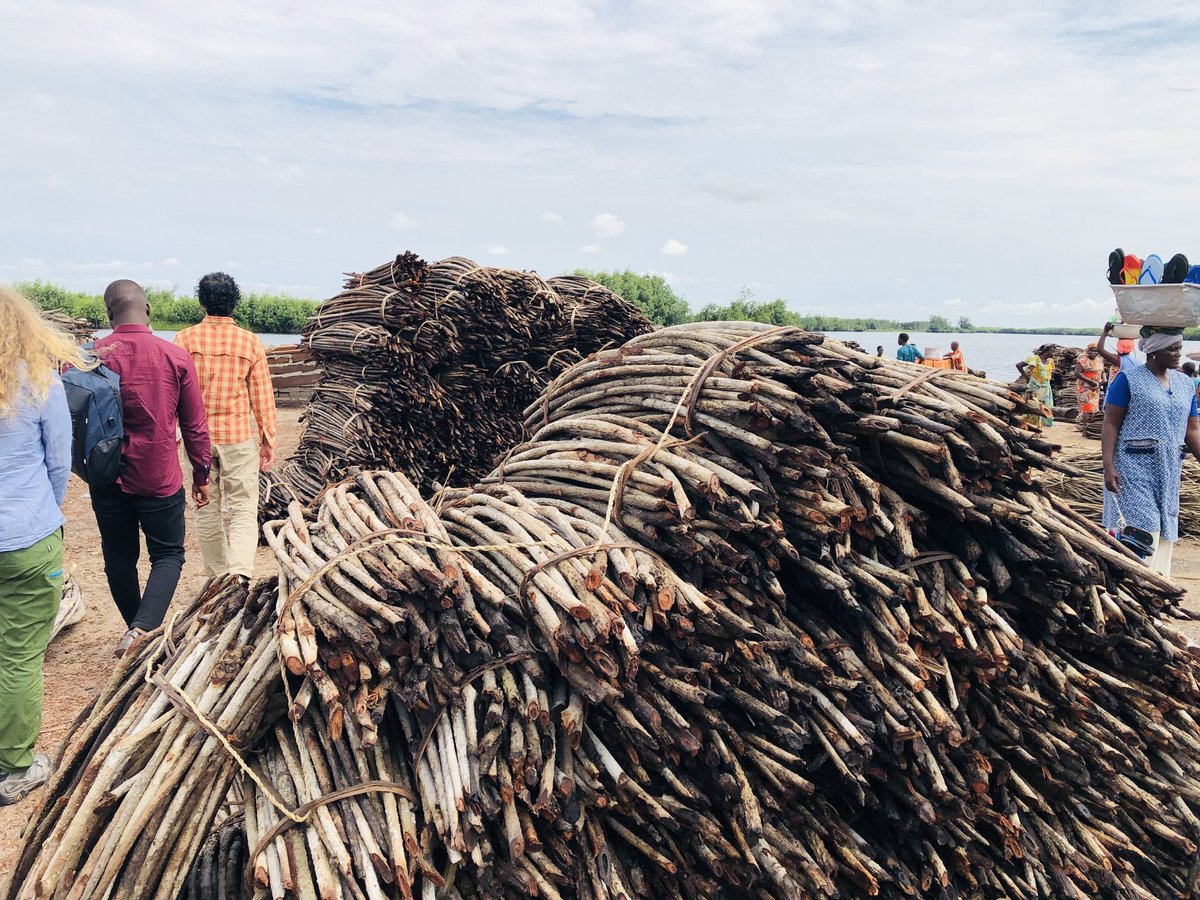 Selasi Yao Avornyo, PhD (@selavorn_) on Twitter photo Today is #WorldMangroveDay and earlier this month, we had our Project kick-off meeting at @Sogakopebeach followed by some community entries. Funded by the <a href="/GlobalEbAFund/">Global EbA Fund</a>, the 3-year Project looks at:
Upscaling Mangrove Restoration for Coastal Hazard Reductions in a Deltaic... Today is #WorldMangroveDay and earlier this month, we had our Project kick-off meeting at @Sogakopebeach followed by some community entries. Funded by the <a href="/GlobalEbAFund/">Global EbA Fund</a>, the 3-year Project looks at:
Upscaling Mangrove Restoration for Coastal Hazard Reductions in a Deltaic...