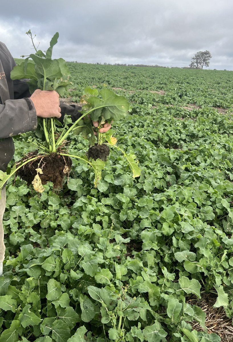 Fenceline dividing tells many stories sown within 24hrs of each other