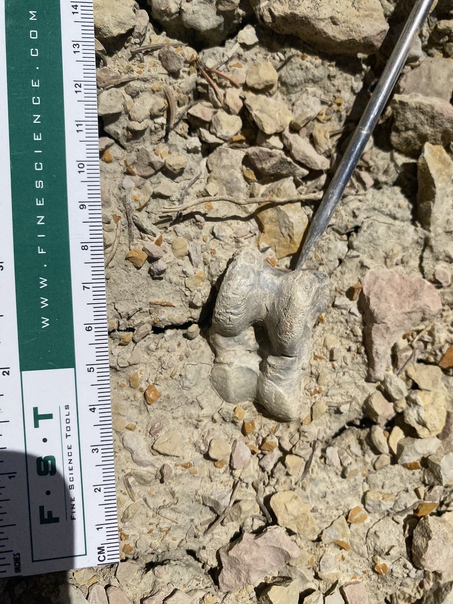 MattBorths's tweet photo. Celebrating #FossilFriday with the @DukeLemurCenter field crew in 36 million year old rocks in Southern Utah. Come for the artiodactyl ankle bones, stay for the rainbow rocks 🌈 https://t.co/4X5LPFYcYK