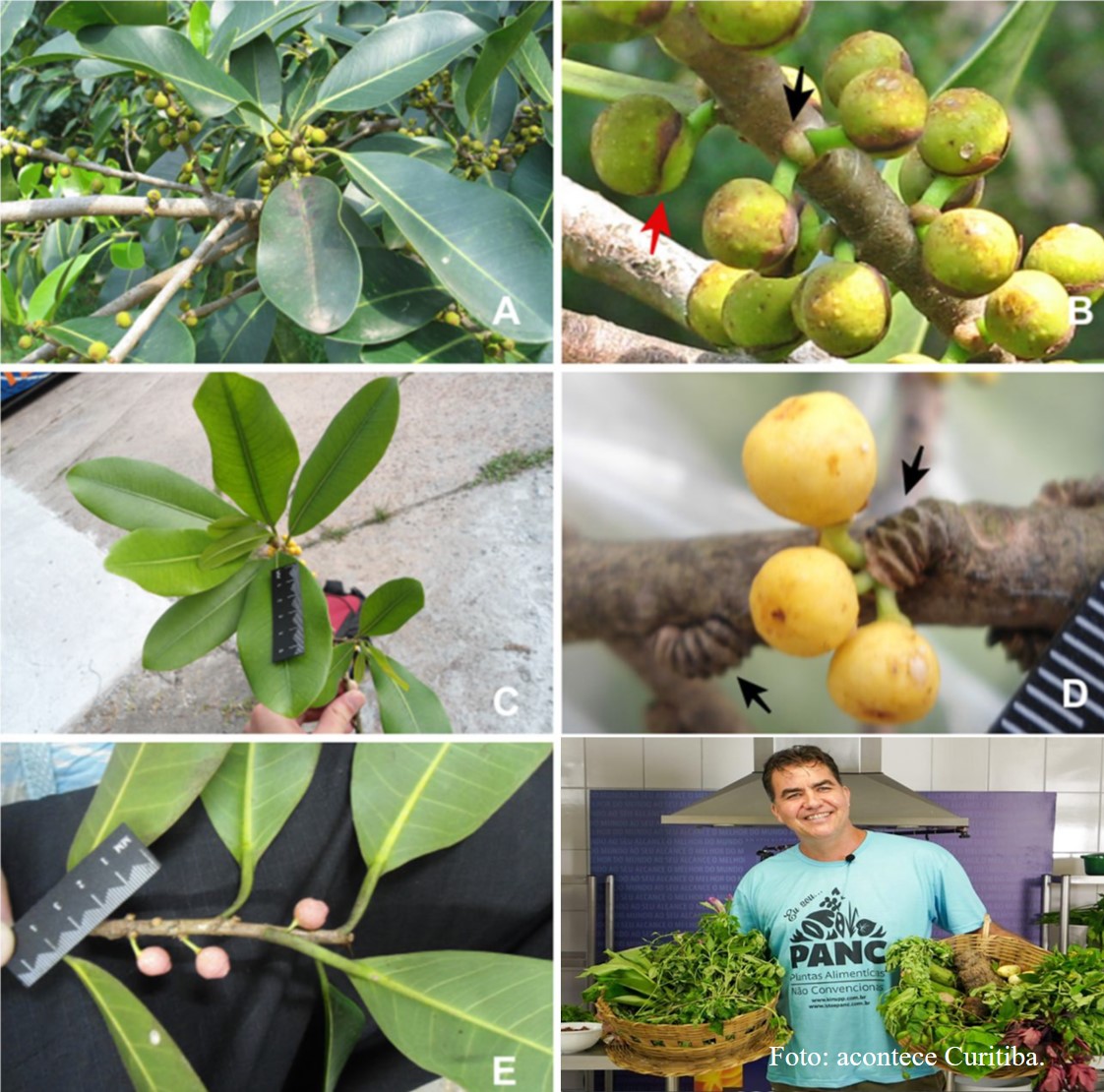 #NuevaSerie #PlantasColombia

Ficus sect. Americanae ser. Kinuppii: una nueva serie de especies de “cauchos” o “higuerones”, representada por nueve especies, distribuidas entre Centro y Suramérica.