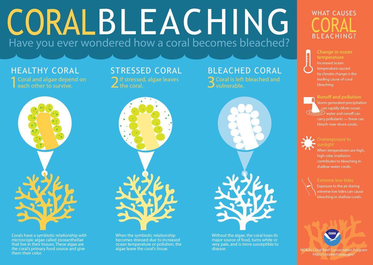 Why do warmer waters have us worried about #CoralReefs? Increased ocean temperatures can cause coral bleaching, a disruption of the relationship between the coral host and their microscopic algal symbionts that provide the coral with food! oceanservice.noaa.gov/facts/coral_bl…